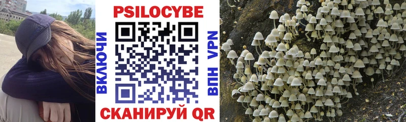 Псилоцибиновые грибы Cubensis  Бакал 